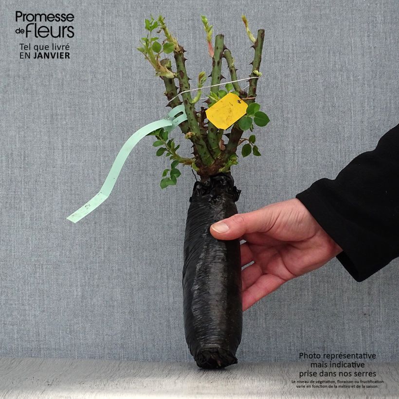 Rosal Bleu Magenta - Rosal trepadora Raíz desnuda Ejemplar entregado en invierno