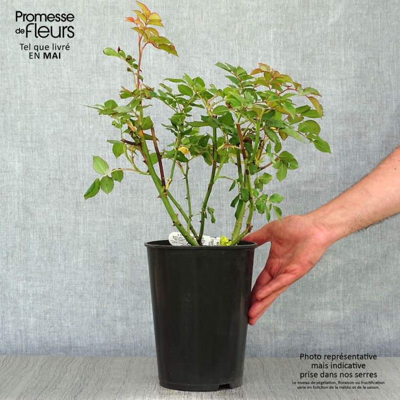 Rosal A Shropshire Lad Maceta 4L/5L Ejemplar entregado en la primavera