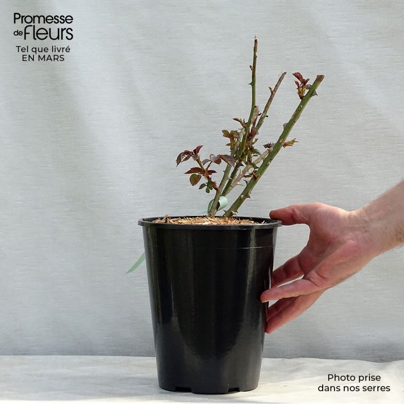 Rosal Abraham Darby Maceta 4L/5L Ejemplar entregado en la primavera