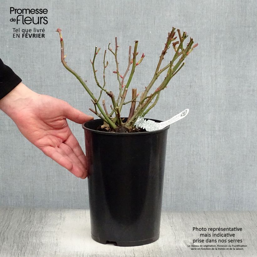 Rosal Albrighton Rambler Maceta 4L/5L Ejemplar entregado en invierno