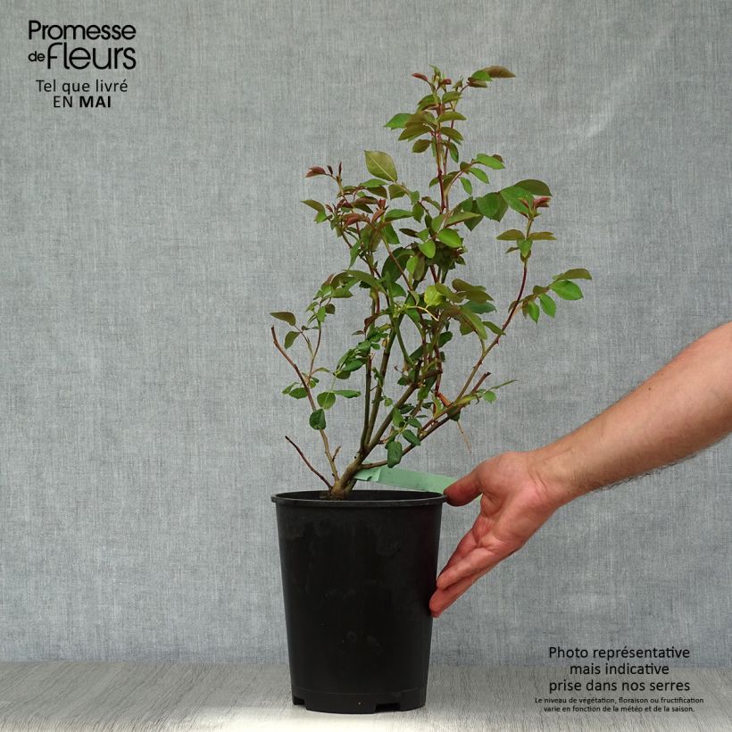 Rosal Albrighton Rambler Maceta 4L/5L Ejemplar entregado en la primavera