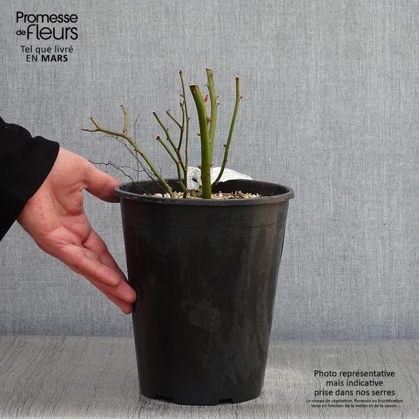 Rosal Bathsheba Maceta 4L/5L Ejemplar entregado en invierno