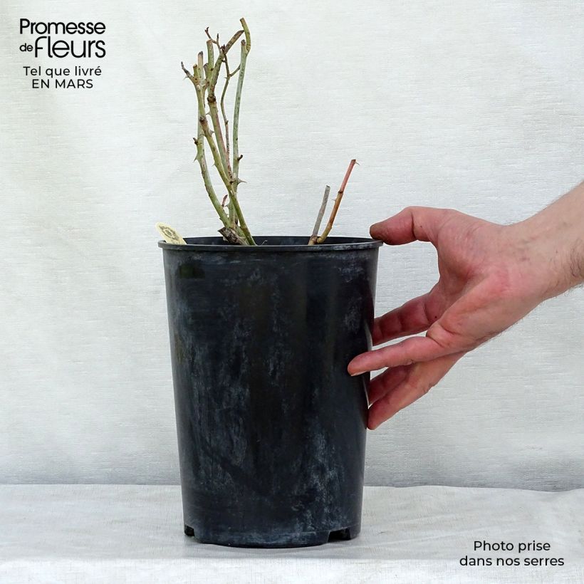 Rosal Carolyn Knight Maceta 4L/5L Ejemplar entregado en invierno