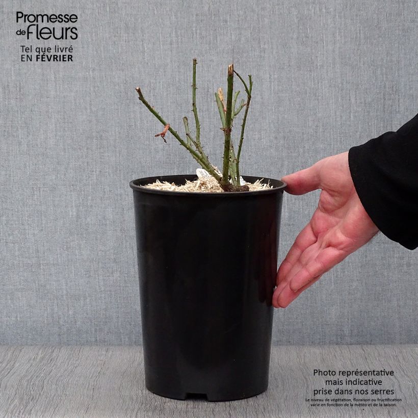 Rosal Darcey Bussel Maceta 4L/5L Ejemplar entregado en invierno