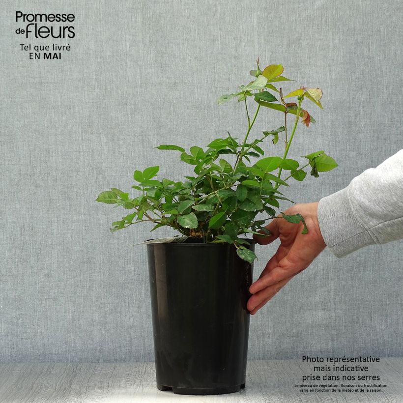 Rosal Darcey Bussel Maceta 4L/5L Ejemplar entregado en la primavera