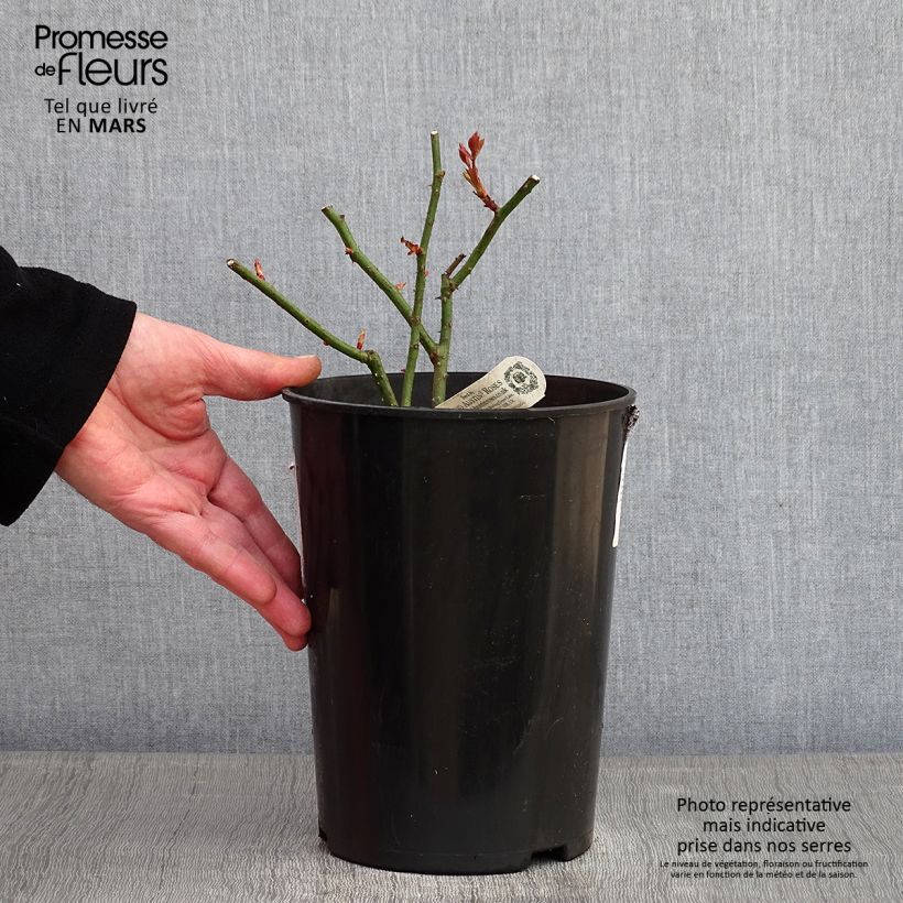 Rosal Eglantyne Maceta 4L/5L Ejemplar entregado en invierno