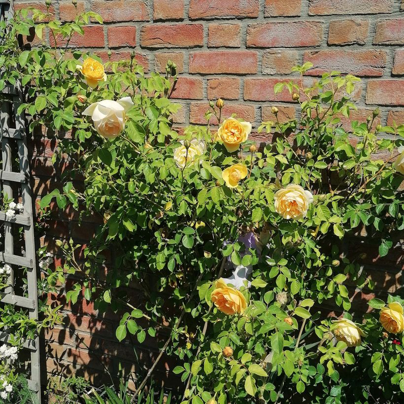 Rosal Graham Thomas (Porte)