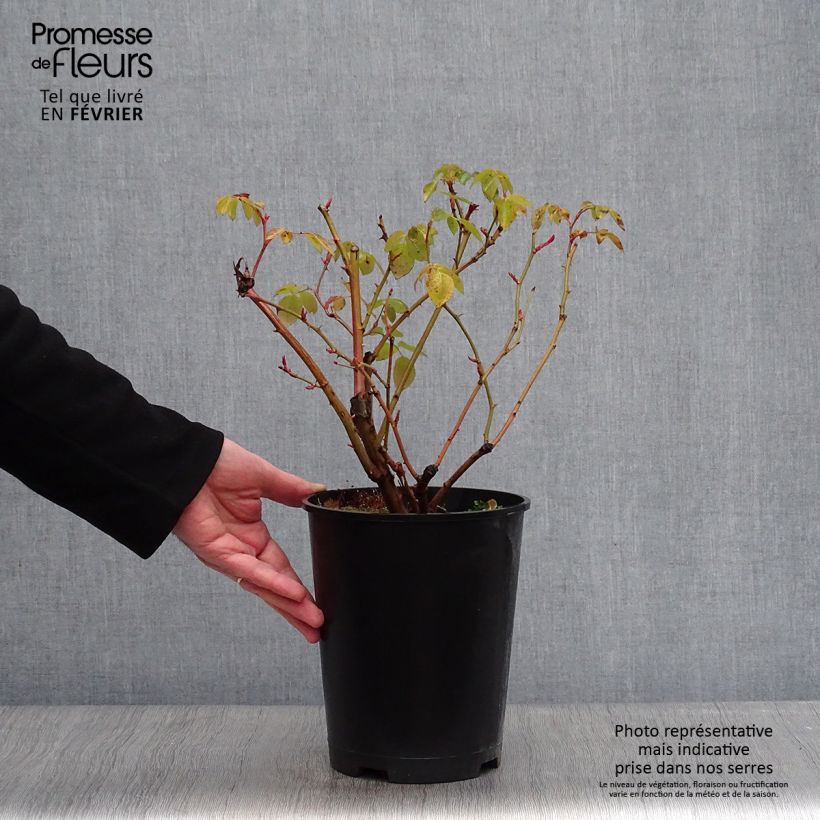 Rosal Graham Thomas Maceta 4L/5L Ejemplar entregado en invierno