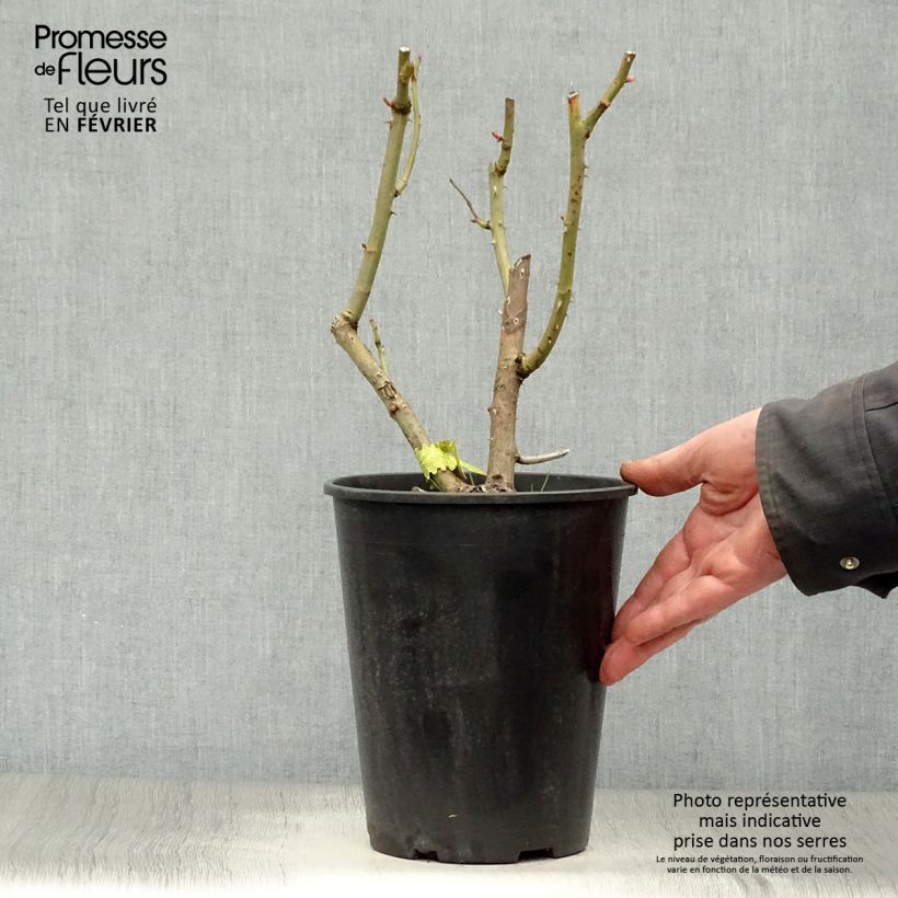 Rosal James Galway Maceta 4L/5L Ejemplar entregado en invierno