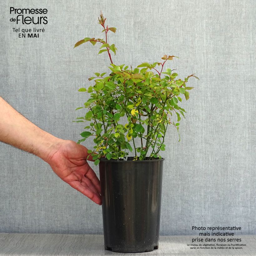 Rosal Kew Gardens Maceta 3L/4L Ejemplar entregado en la primavera