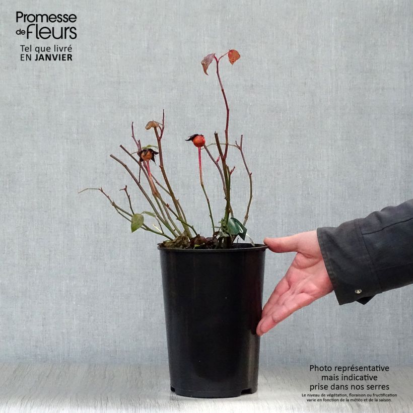 Rosal Lady Emma Hamilton Maceta 4L/5L Ejemplar entregado en invierno