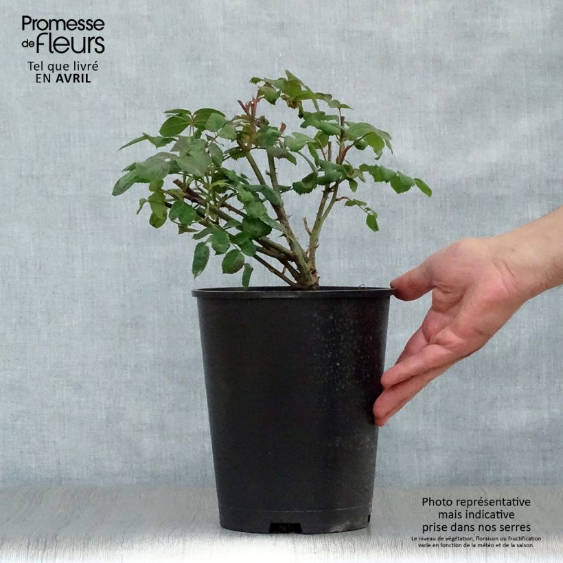 Rosal Lady Emma Hamilton Maceta 4L/5L Ejemplar entregado en la primavera