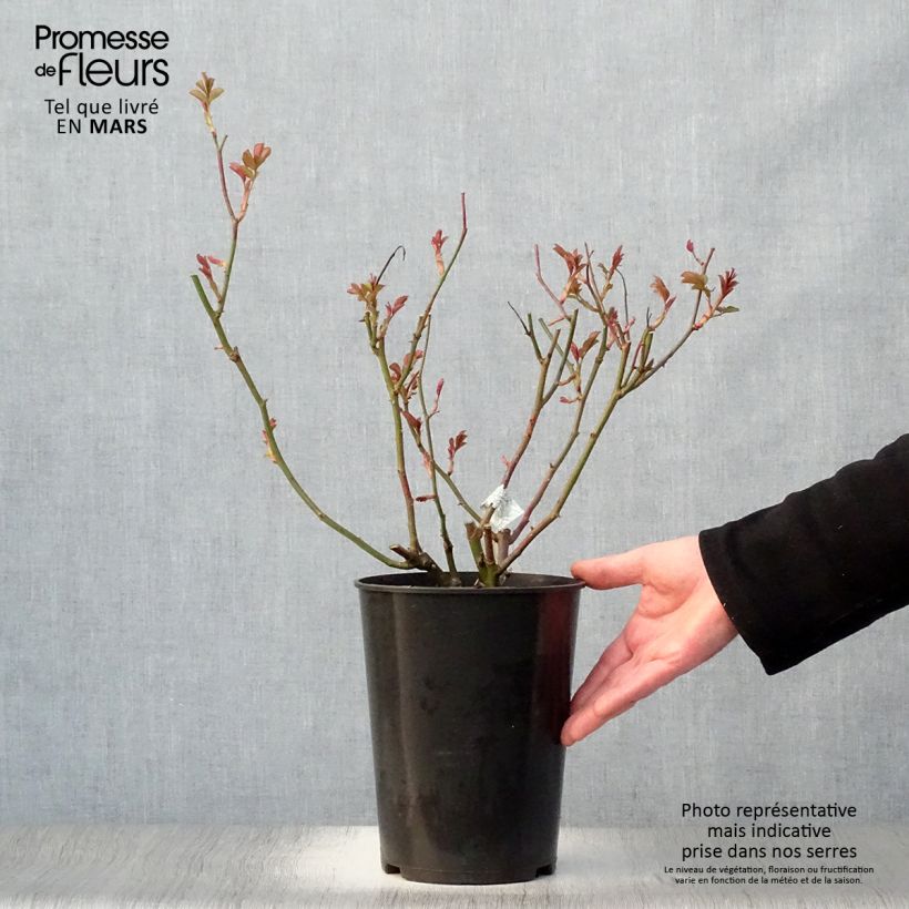 Rosal Lichfield Angel Maceta 4L/5L Ejemplar entregado en la primavera