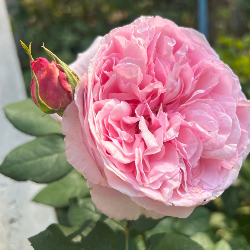 Rosal Mary Rose (Floración)