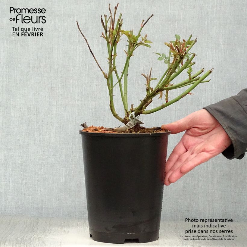 Rosal Molineux Maceta 4L/5L Ejemplar entregado en invierno