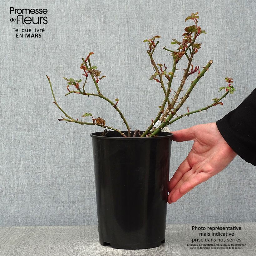 Rosal Princess Alexandra of Kent Maceta 4L/5L Ejemplar entregado en invierno