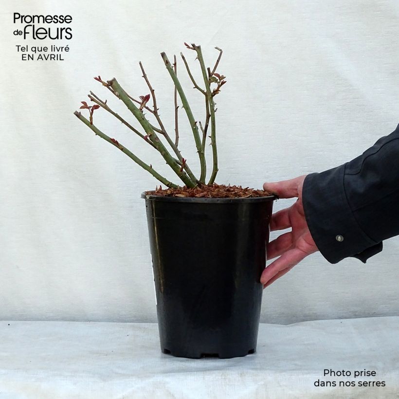 Rosal Queen of Sweden Maceta 4L/5L Ejemplar entregado en la primavera