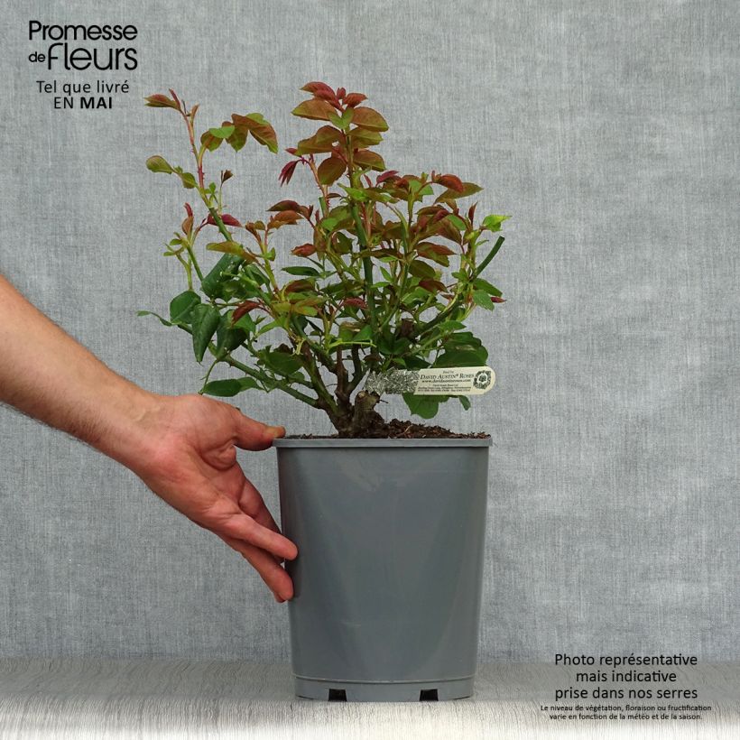 Rosal Roald Dahl Maceta 4L/5L Ejemplar entregado en la primavera