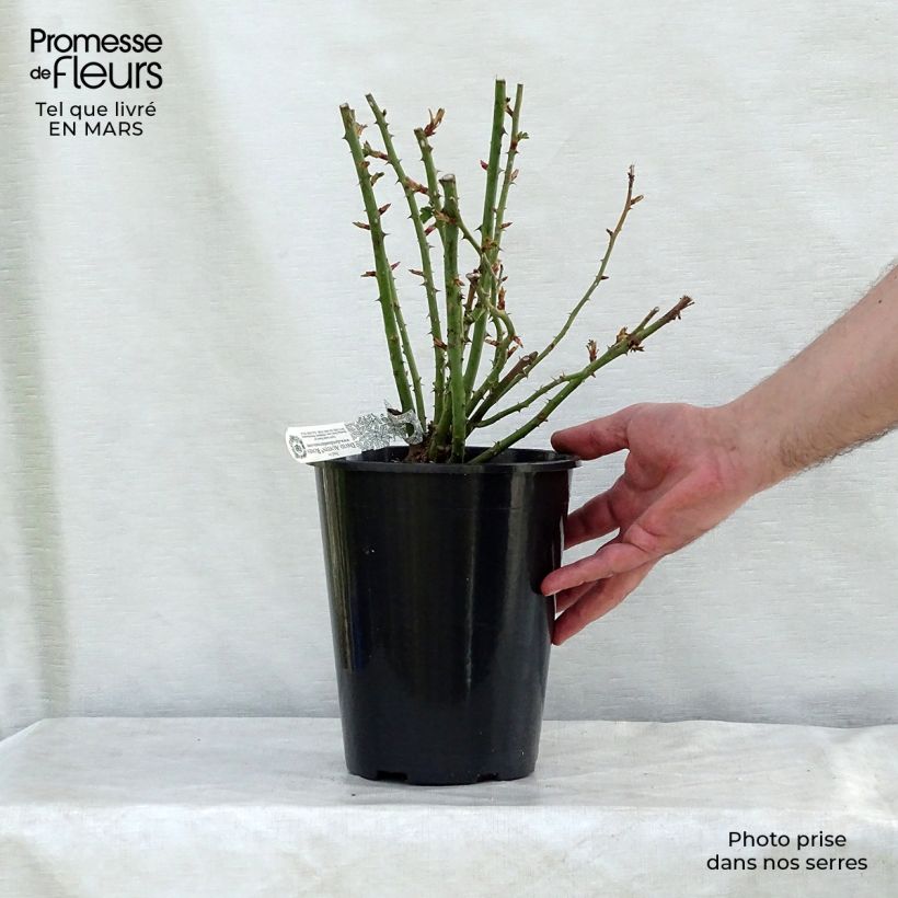 Rosal Royal Jubilee Maceta 4L/5L Ejemplar entregado en la primavera