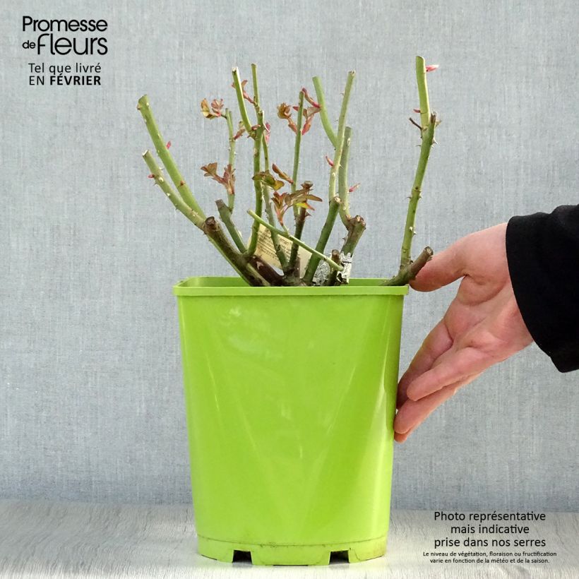 Rosal Sir John Betjeman Maceta 4L/5L Ejemplar entregado en invierno