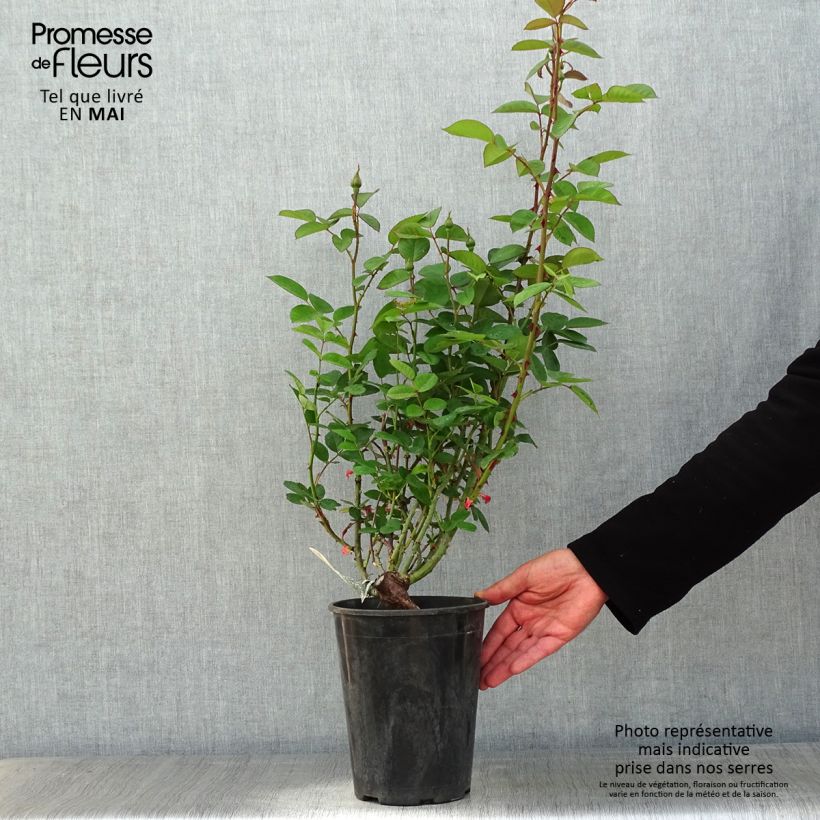 Rosal The Alnwick Rose Maceta 4L/5L Ejemplar entregado en la primavera