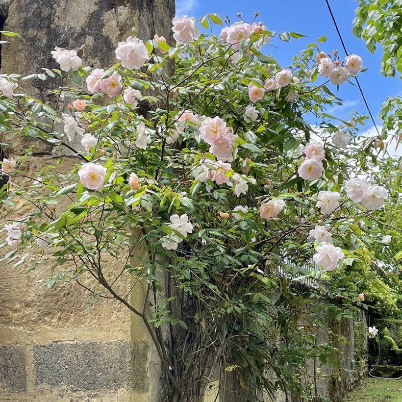 Rosal The Lady of the Lake (Porte)