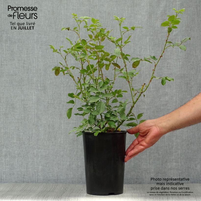 Ejemplar de Rosal The Mill on the Floss Maceta 4L/5L entregado en verano