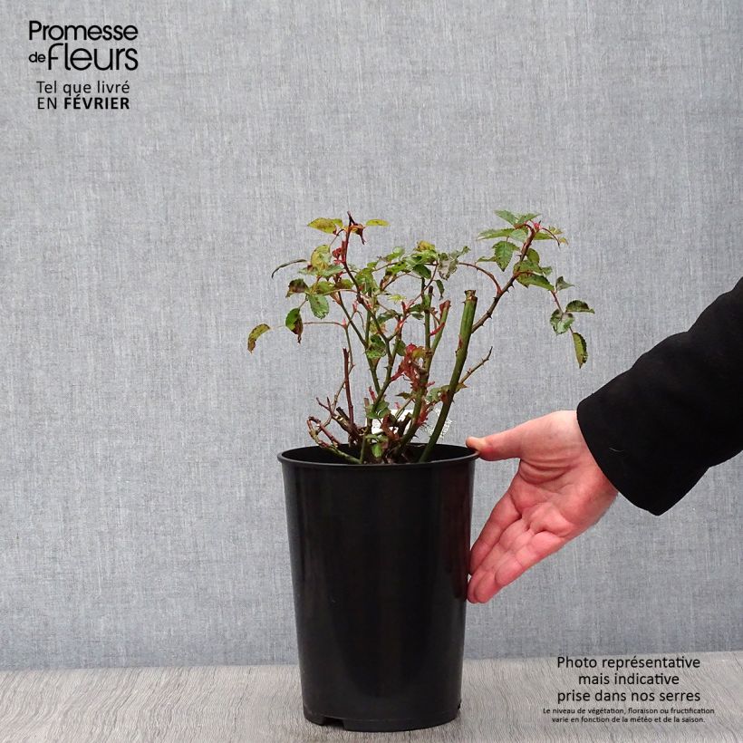 Rosal The Poet's Wife Maceta 4L/5L Ejemplar entregado en invierno