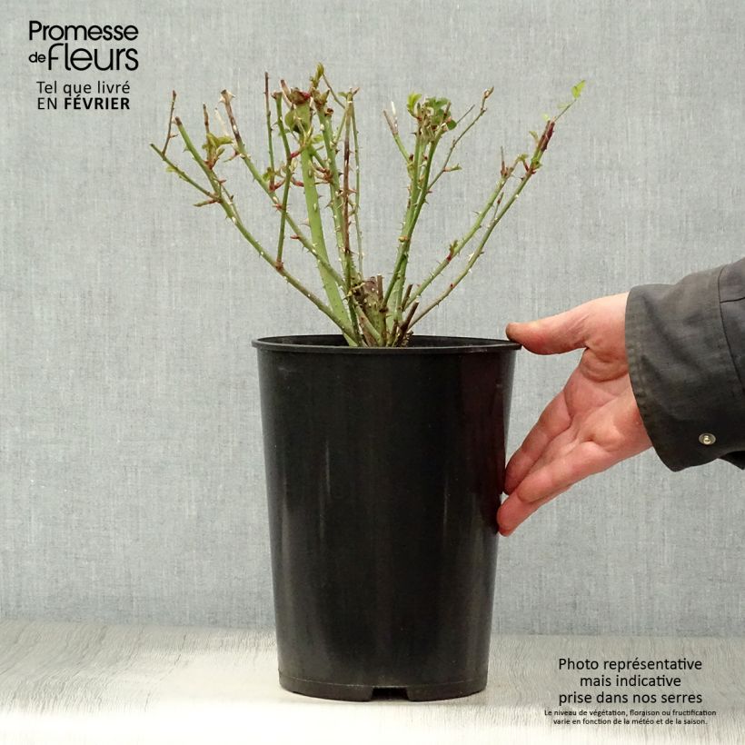 Rosal Thomas à Becket Maceta 4L/5L Ejemplar entregado en invierno