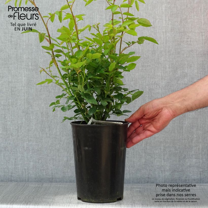 Rosal Tottering-by-Gently Maceta 4L/5L Ejemplar entregado en la primavera