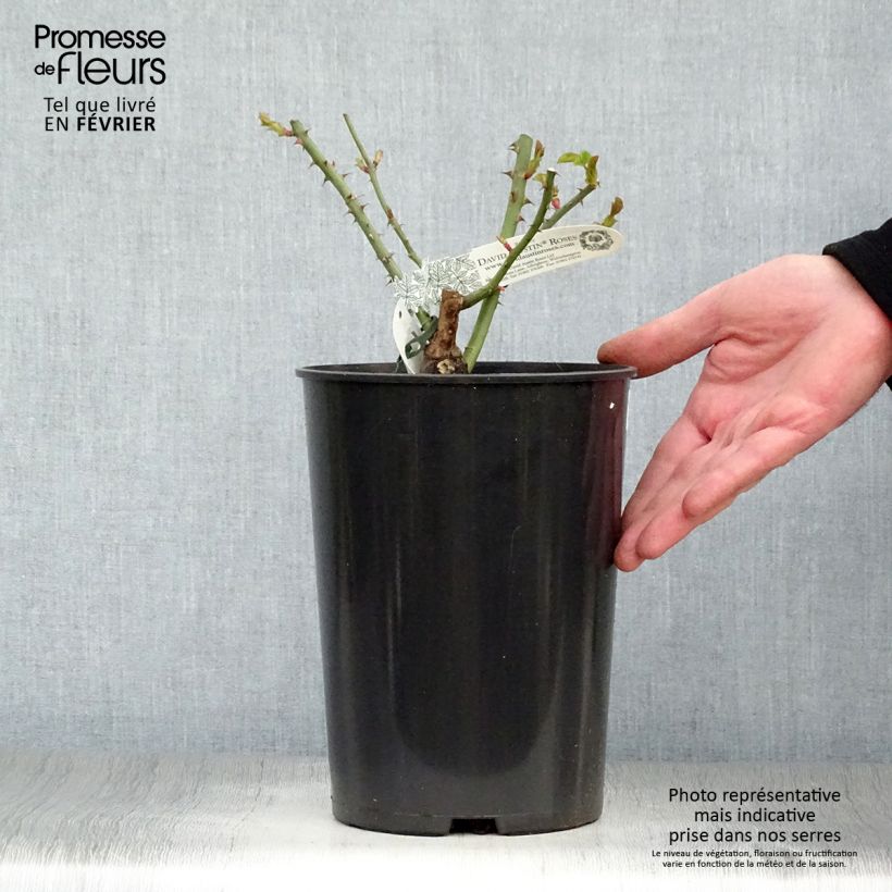 Rosal William and Catherine Maceta 4L/5L Ejemplar entregado en invierno