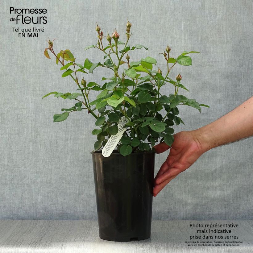 Rosal William and Catherine Maceta 4L/5L Ejemplar entregado en la primavera