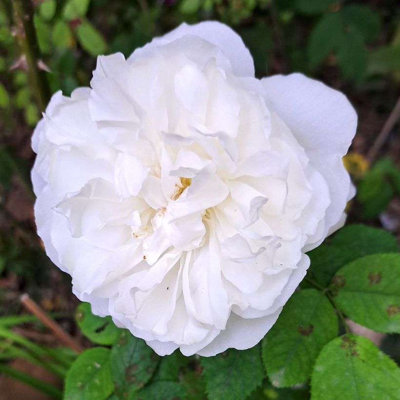 Rosal Winchester Cathedral (Floración)