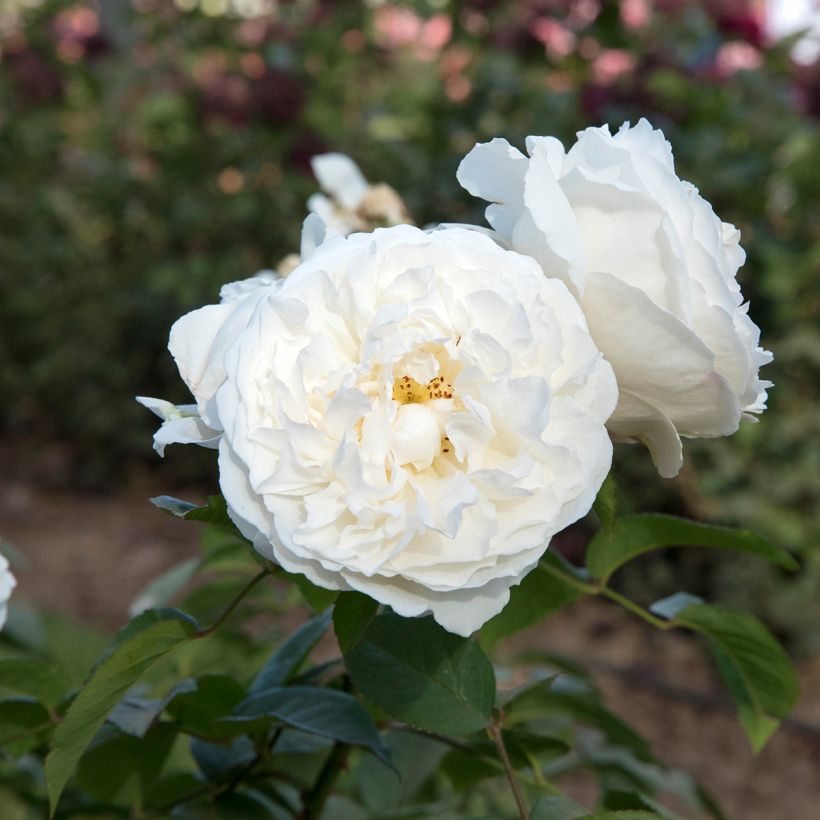 Rosal Winchester Cathedral (Floración)