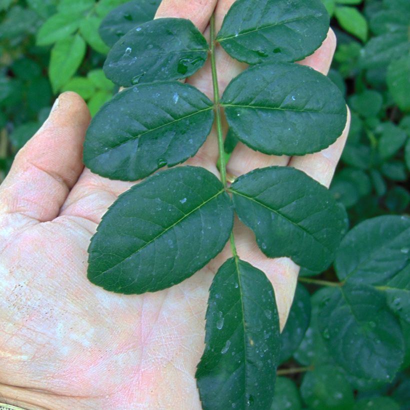 Rosa Young Lycidas (Follaje)