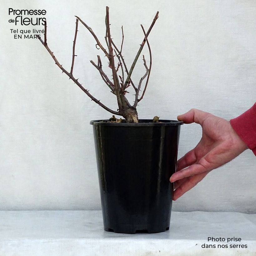 Rosal Young Lycidas Maceta 4L/5L Ejemplar entregado en invierno