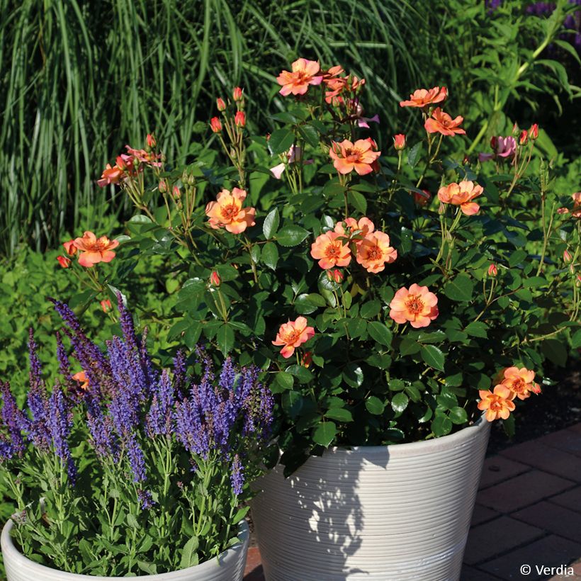 Rosa  Baia® (DECOROSIERS® series) - Rose, Dog Rose, Wild Rose (Porte)