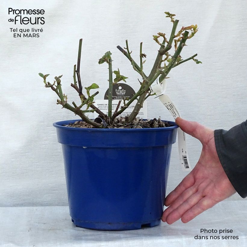 Rosal Amber Voluptia Maceta 4L/5L Ejemplar entregado en invierno