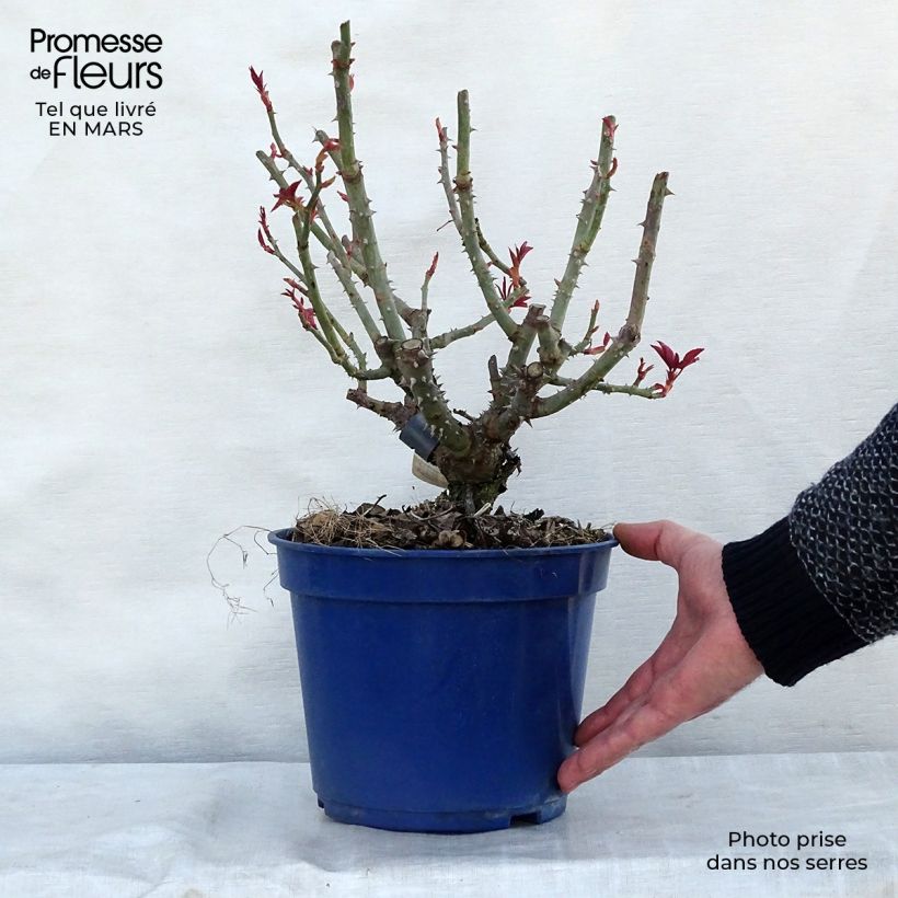 Rosal Crazy Pink Voluptia Maceta 4L/5L Ejemplar entregado en invierno