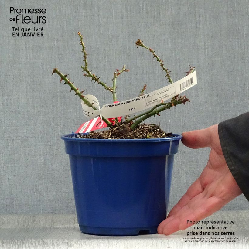 Rosal Kadora Maceta 2L/3L Ejemplar entregado en invierno