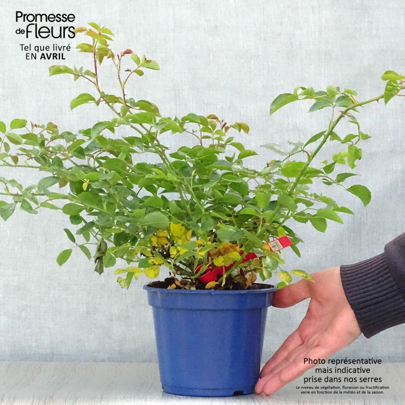 Rosal Kadora Maceta 2L/3L Ejemplar entregado en la primavera