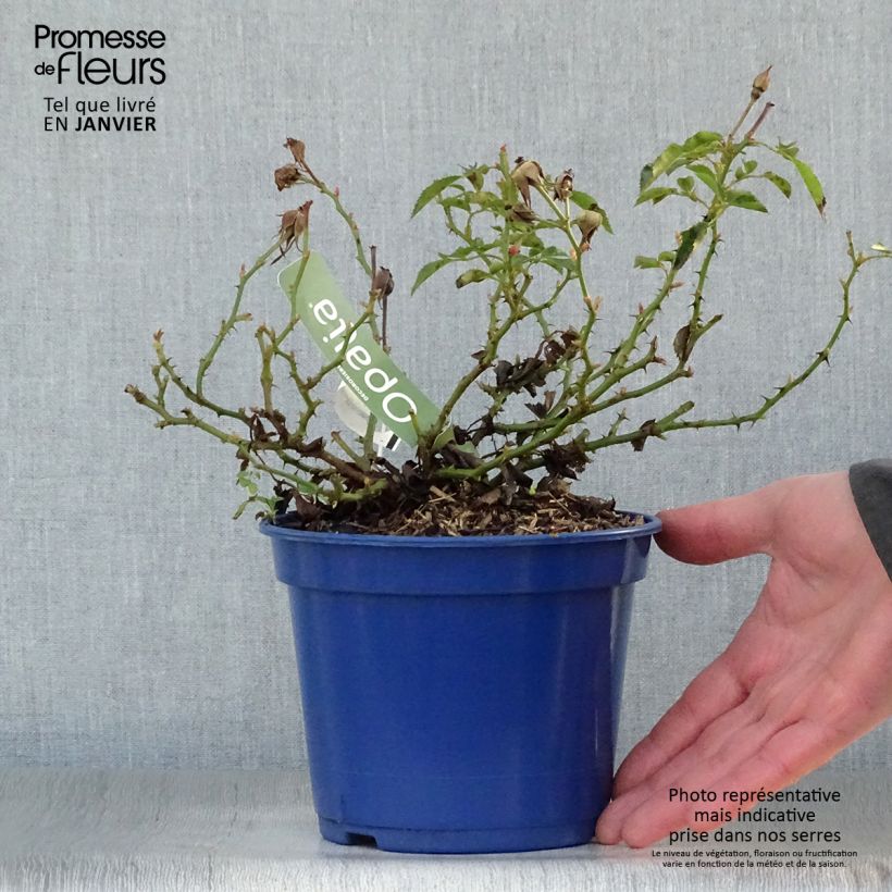 Rosal NOAschnee Maceta 2L/3L Ejemplar entregado en invierno