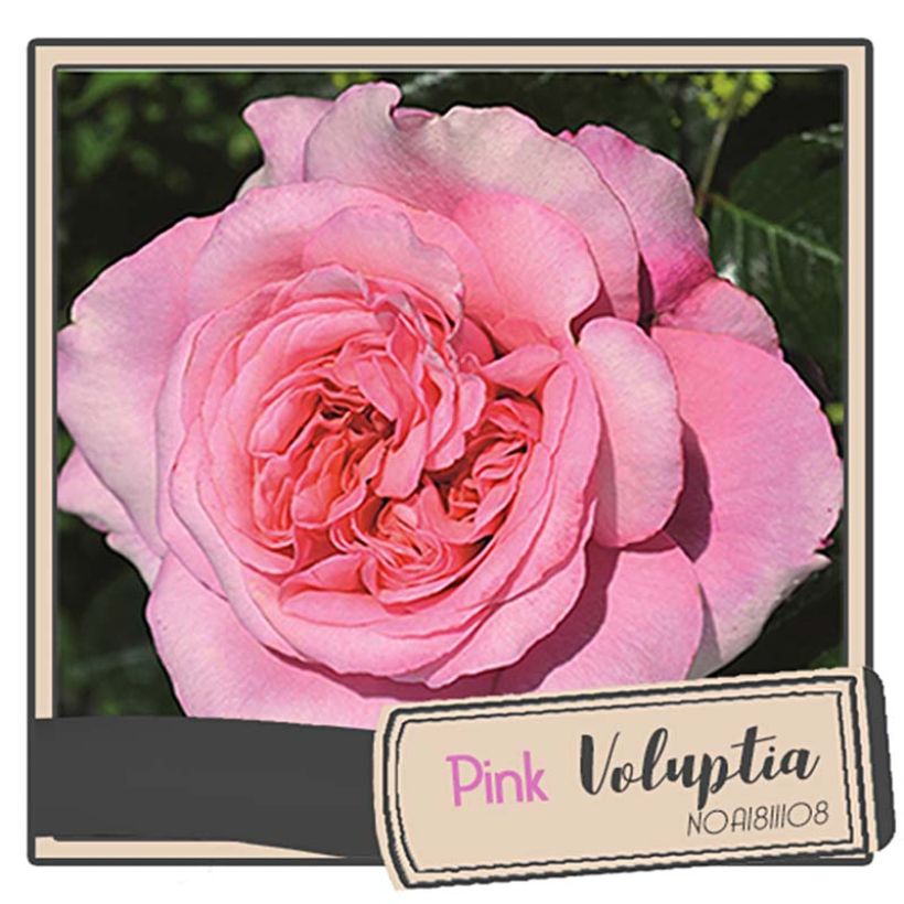 Rosal Pink Voluptia (Floración)