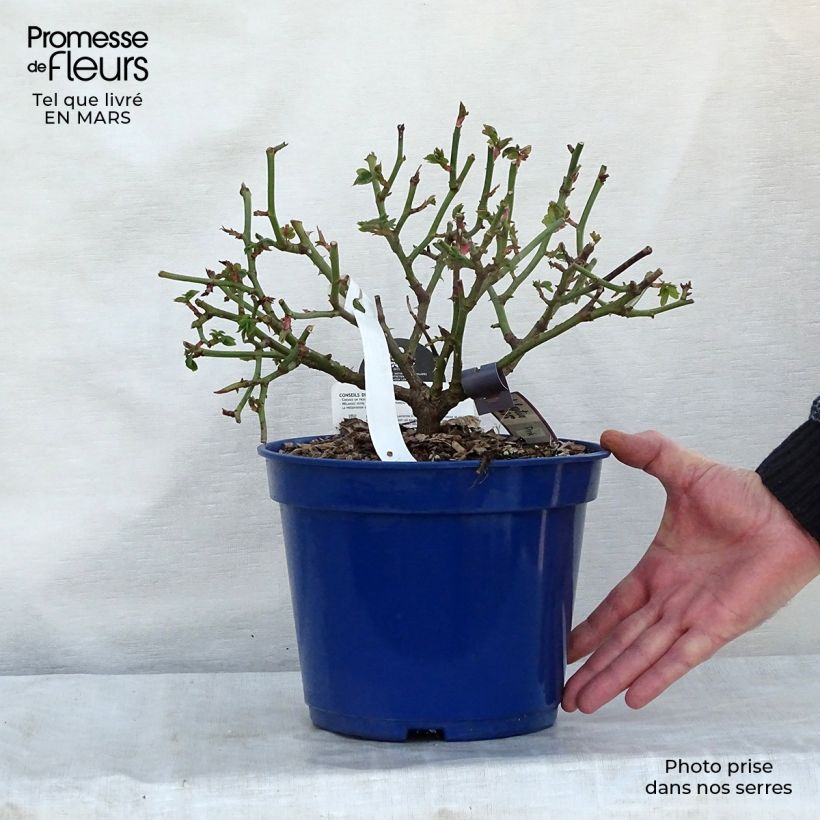 Rosal Pink Voluptia Maceta 2L/3L Ejemplar entregado en la primavera