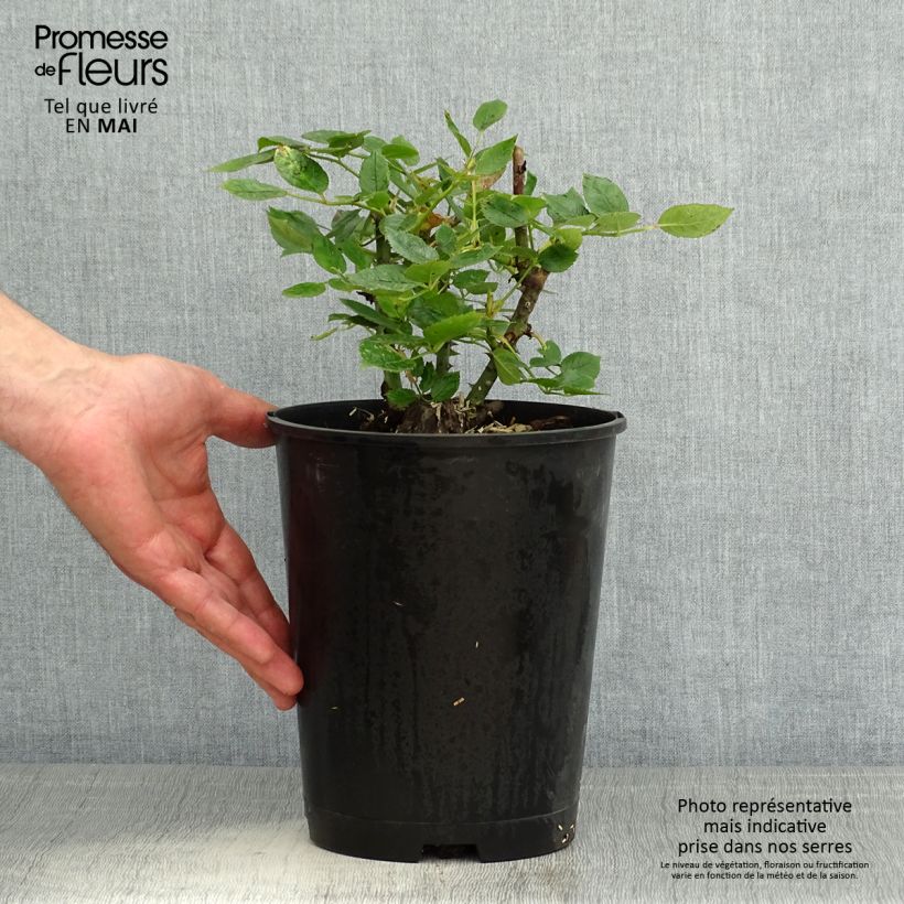 Rosal Pink Voluptia Maceta 4L/5L Ejemplar entregado en la primavera