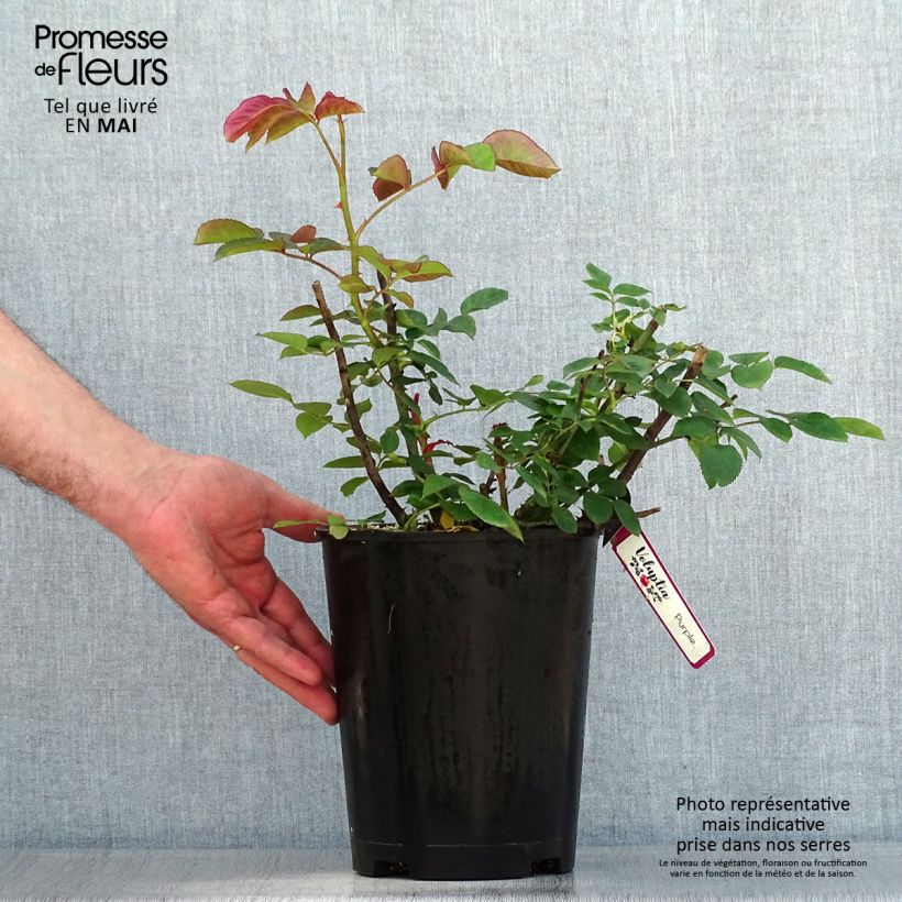 Rosal Purple Voluptia Maceta 4L/5L Ejemplar entregado en la primavera