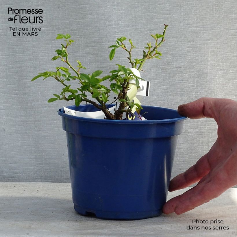 Rosal Suneva Maceta 2L/3L Ejemplar entregado en invierno