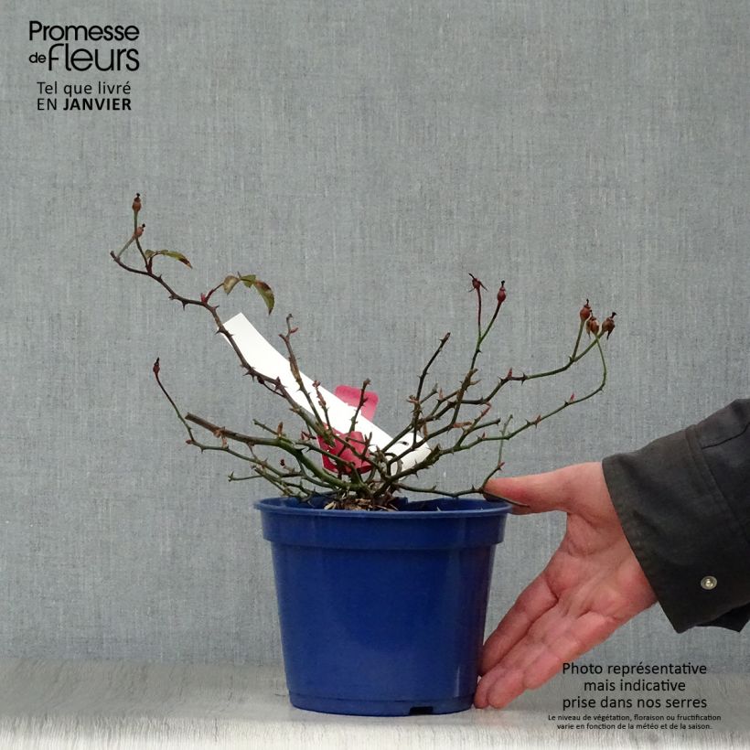Rosa Vesuvia Maceta 2L/3L Ejemplar entregado en invierno