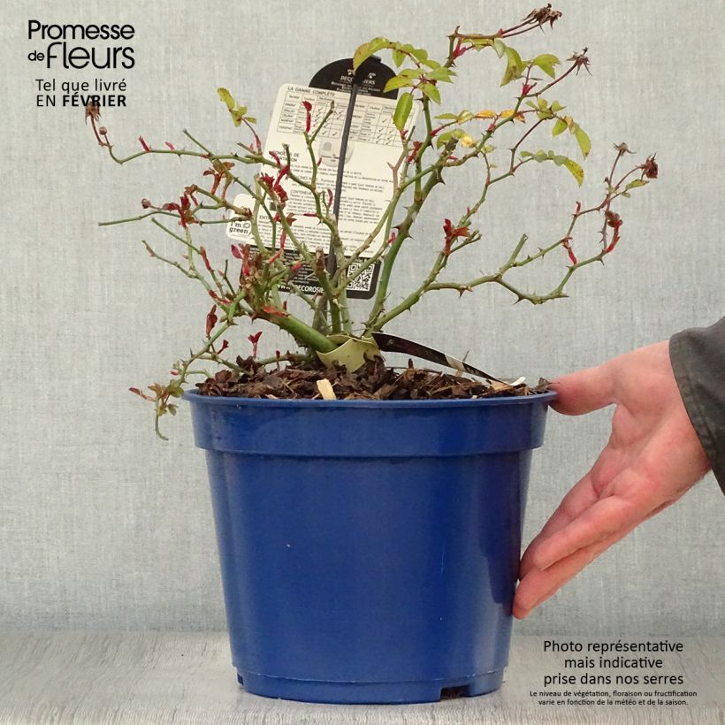 Rosa Vesuvia Maceta 4L/5L Ejemplar entregado en invierno