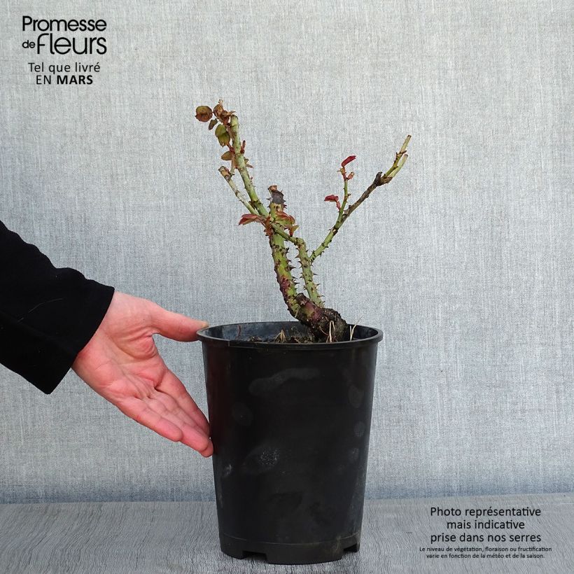 Rosa Dominica Intercomdoor - Rosal de flores grandes Maceta 4L/5L Ejemplar entregado en invierno